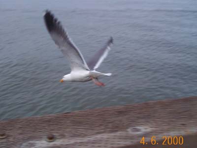 Seagull